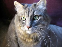 image of animal