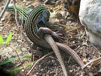 image of whiptail