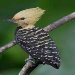 image of bird