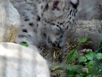 image of snow_leopard