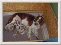 image of welsh_springer_spaniel #20