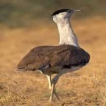 image of bird