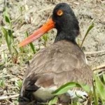 image of bird