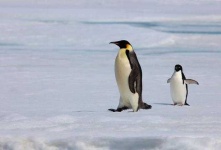 image of penguin