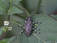 image of long_horned_beetle