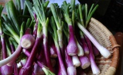 image of onion
