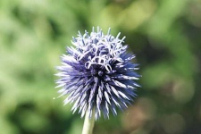 image of flower