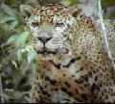 image of jaguar_car