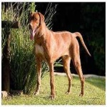 image of animal