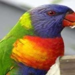 image of bird