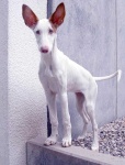 image of ibizan_hound