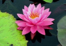 image of flower