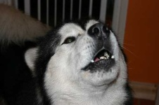 image of malamute