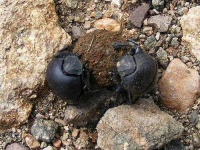 image of dung_beetle