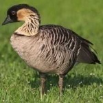 image of bird