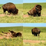 image of bison