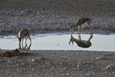 image of gazelle