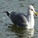 image of bird