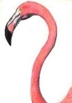 image of animal