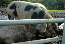 image of hog