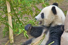 image of animal