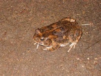 image of tailed_frog