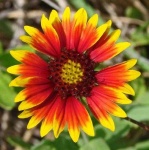 image of flower