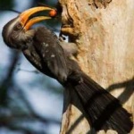 image of bird