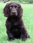 image of sussex_spaniel #16