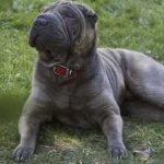 image of animal
