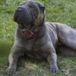 image of shar_pei #3