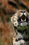 image of jaguar_car