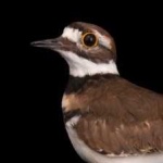 image of bird