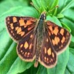 image of animal