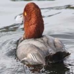 image of bird