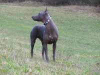 image of mexican_hairless #6