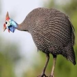image of bird