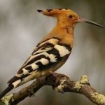 image of bird