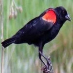 image of bird