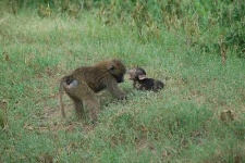 image of baboon