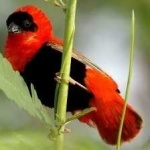 image of bird
