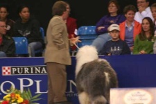 image of old_english_sheepdog