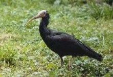 image of ibis