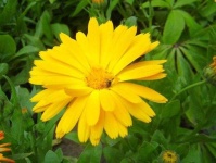 image of flower