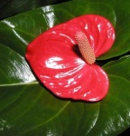 image of anthurium #13