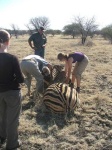 image of zebra
