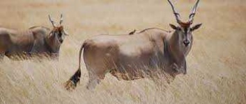 image of animal