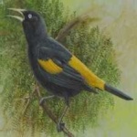 image of bird
