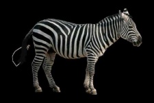 image of zebra