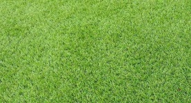 image of grass